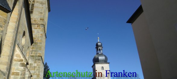 Bild zum Eintrag (46033-160)