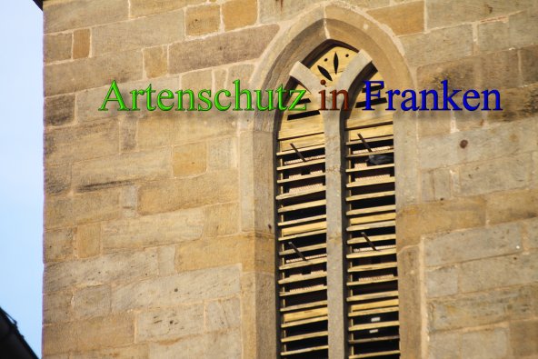 Copyright AiS Stingl Bild zum Eintrag (46060-160)