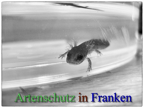 Copyright AiS - Peter Hoffmann Bild zum Eintrag (46324-160)