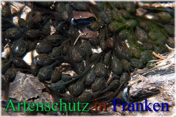 Copyright AiS - Peter Hoffmann Bild zum Eintrag (46325-160)