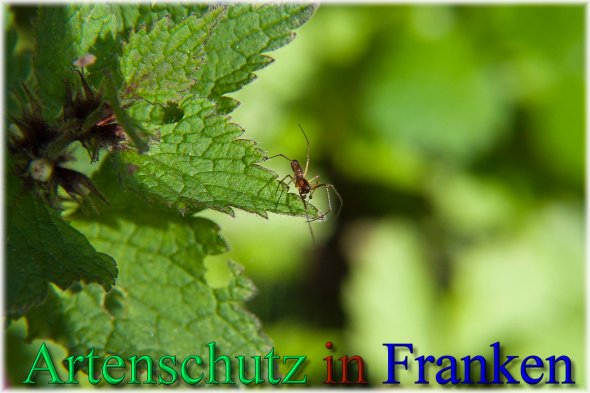 Copyright AiS Peter Hoffmann Bild zum Eintrag (46326-160)