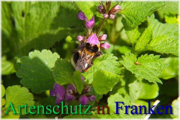 Copyright AiS - Peter Hoffmann Bild zum Eintrag (46327-160)