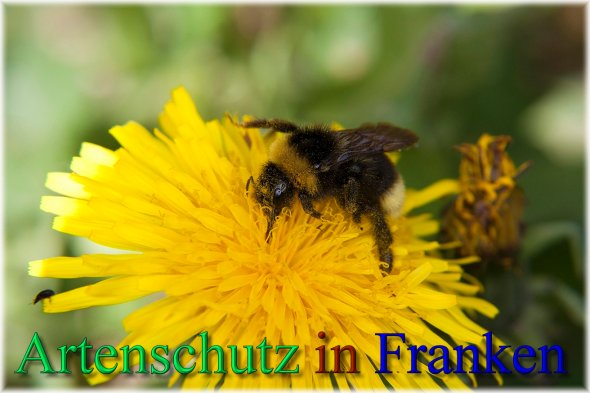 Copyright AiS - Peter Hoffmann Bild zum Eintrag (46328-160)