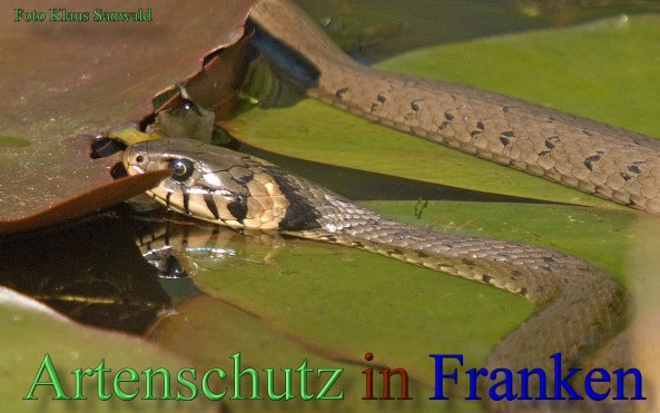 Copyright AiS-Klaus Sanwald Bild zum Eintrag (46375-160)