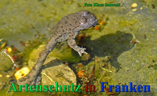 Copyright AiS-Klaus Sanwald Bild zum Eintrag (47145-160)