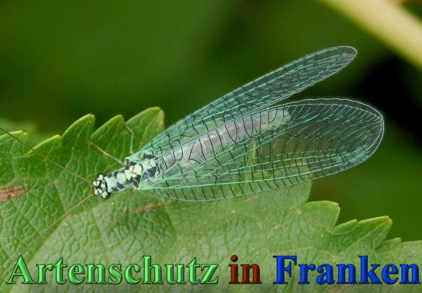Copyright AiS- Albert Meier Bild zum Eintrag (47146-160)