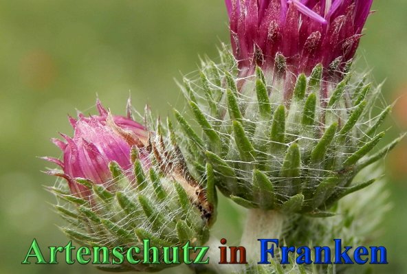 Copyright AiS- Albert Meier Bild zum Eintrag (47147-160)