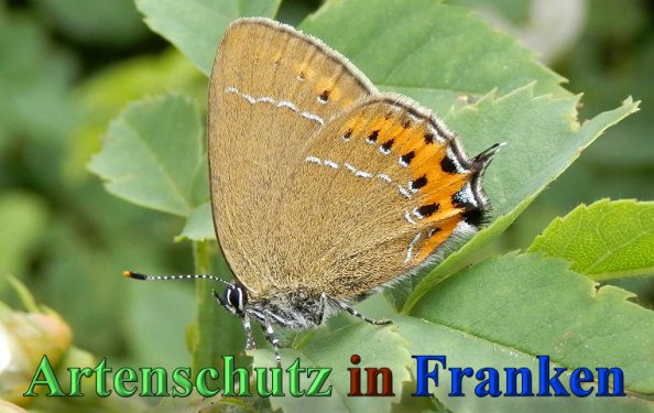 Copyright AiS- Albert Meier Bild zum Eintrag (47148-160)