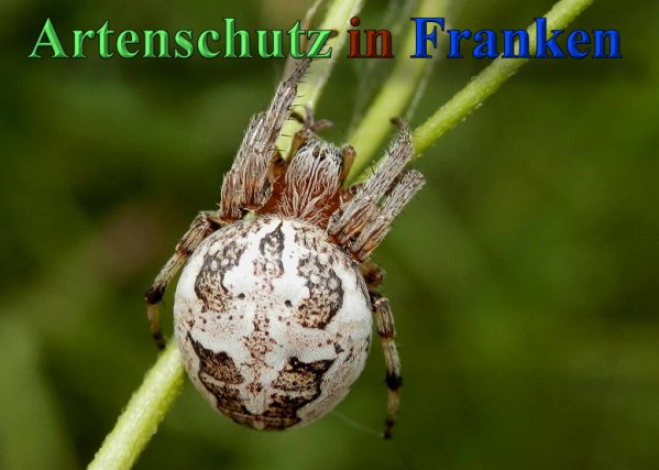 Copyright AiS- Albert Meier Bild zum Eintrag (47149-160)