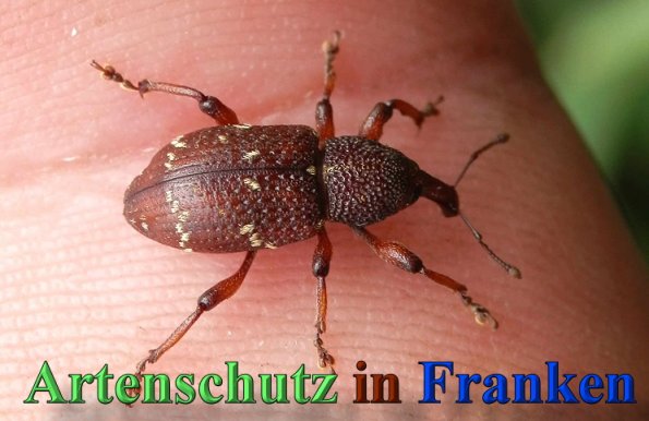 Copyright AiS- Albert Meier Bild zum Eintrag (47153-160)