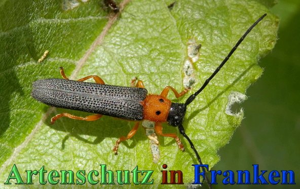 Copyright AiS- Albert Meier Bild zum Eintrag (47159-160)