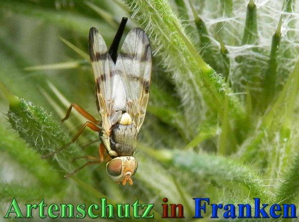 Copyright AiS- Albert Meier Bild zum Eintrag (47160-160)