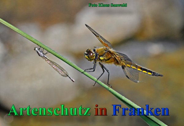 Copyright AiS - Klaus Sanwald Bild zum Eintrag (47162-160)