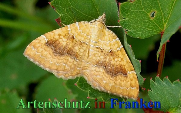 Copyright AiS- Albert Meier Bild zum Eintrag (47163-160)