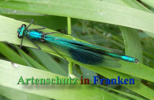 Copyright AiS- Albert Meier Bild zum Eintrag (47164-160)