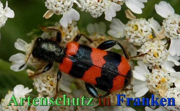 Copyright AiS- Albert Meier Bild zum Eintrag (47165-160)