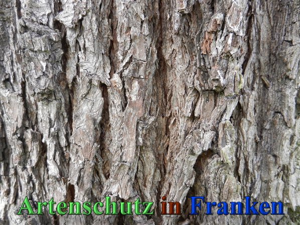 Copyright AiS - Mitterhuber Bild zum Eintrag (47176-160)