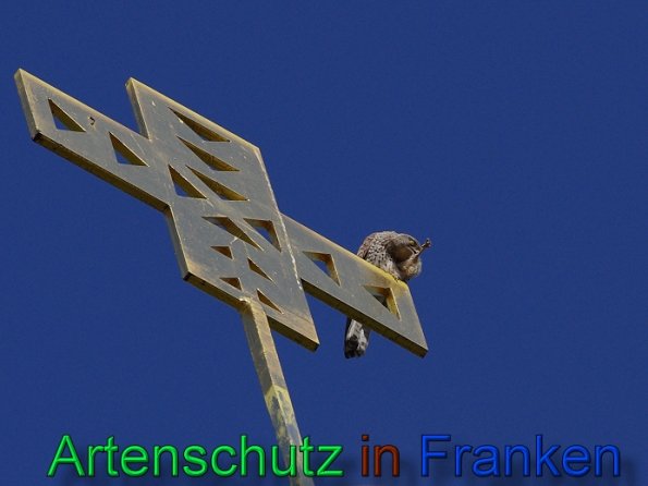 Copyright AiS Cornelia Meyer Bild zum Eintrag (47495-160)
