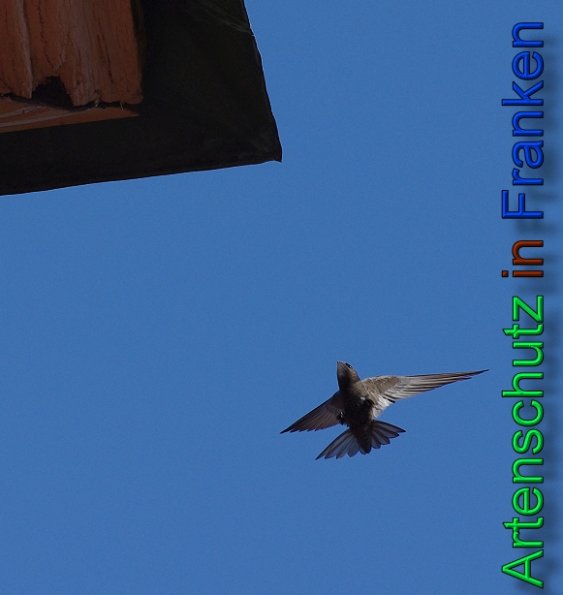 Copyright AiS Cornelia Meyer Bild zum Eintrag (47496-160)