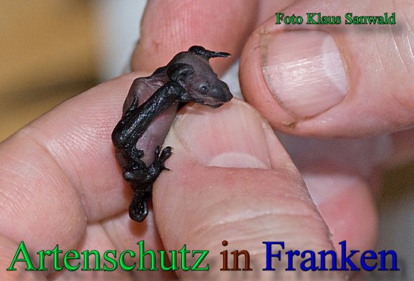 Copyright AiS - Klaus Sanwald Bild zum Eintrag (47522-160)