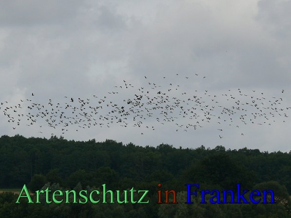 Copyright AiS Heller Bild zum Eintrag (48345-160)