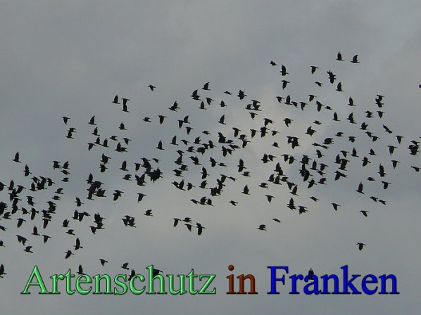 Copyright AiS Heller Bild zum Eintrag (48347-160)