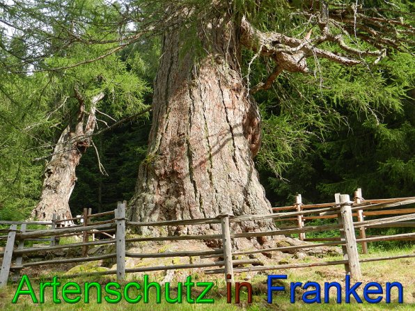 Copyright AiS - Mitterhuber Bild zum Eintrag (49463-160)