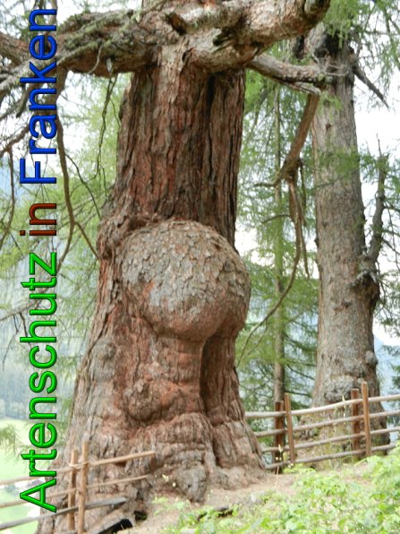 Copyright AiS - Mitterhuber Bild zum Eintrag (49464-160)