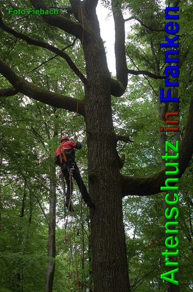Copyright AiS Fiebach Bild zum Eintrag (49528-160)