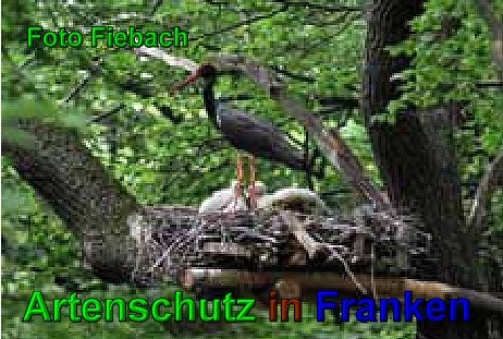 Copyright AiS Fiebach Bild zum Eintrag (49531-160)