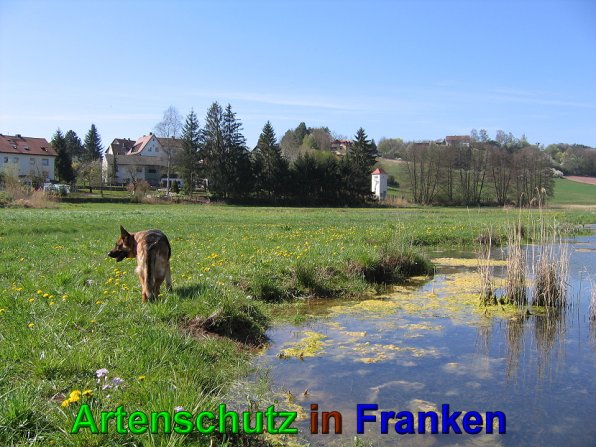 Bild zum Eintrag (49570-160)