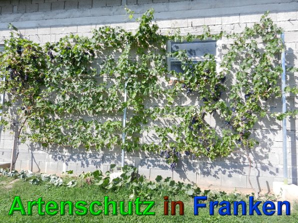 Copyright AiS - Mitterhuber Bild zum Eintrag (49686-160)