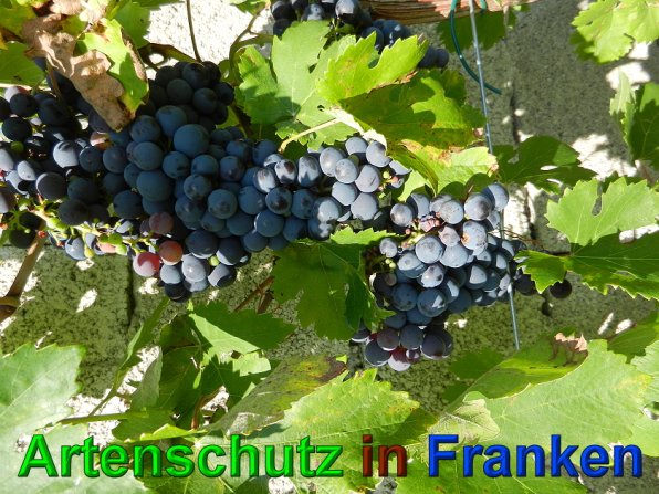 Copyright AiS - Mitterhuber Bild zum Eintrag (49687-160)