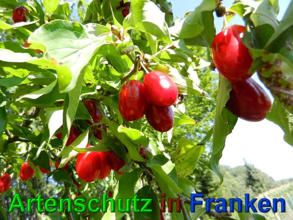 Copyright AiS - Mitterhuber Bild zum Eintrag (49688-160)