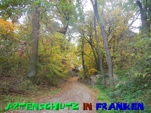 Bild zum Eintrag (51150-160)