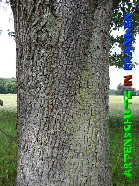 Copyright AiS - Mitterhuber Bild zum Eintrag (51299-160)