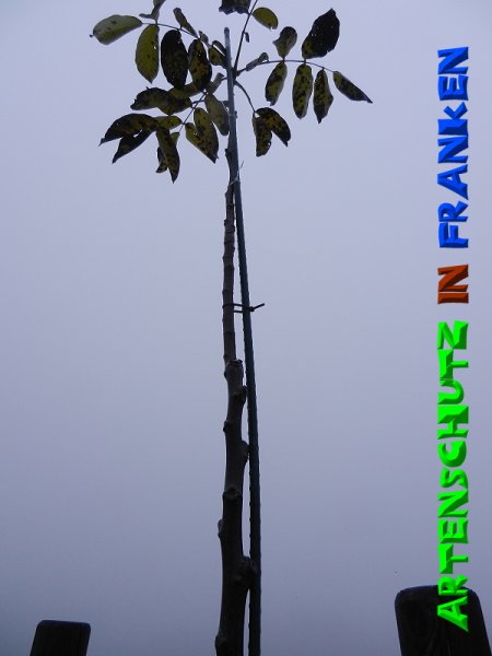Copyright AiS - Mitterhuber Bild zum Eintrag (51300-160)