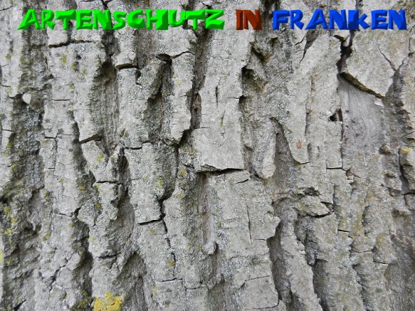 Copyright AiS - Mitterhuber Bild zum Eintrag (51305-160)