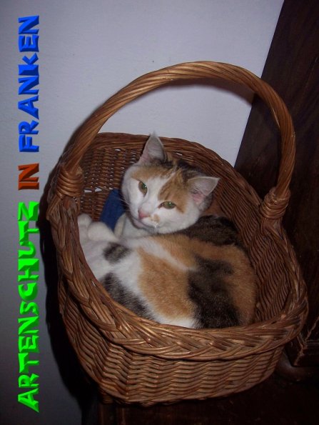 Copyright AiS - Mitterhuber Bild zum Eintrag (51309-160)