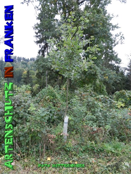 Copyright AiS - Mitterhuber Bild zum Eintrag (51747-160)
