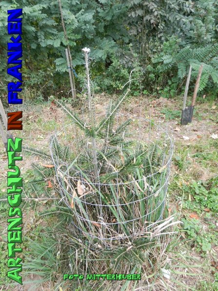 Copyright AiS - Mitterhuber Bild zum Eintrag (51750-160)
