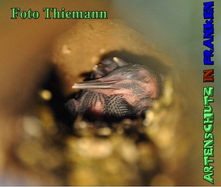Copyright AiS Rolf Thiemann Bild zum Eintrag (52607-160)