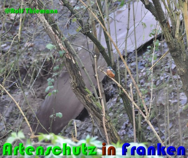Bild zum Eintrag (52950-160)