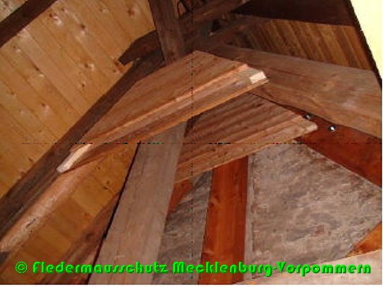 Copyright AiS - Fledermausschutz Mecklenburg-Vorpommern Bild zum Eintrag (54125-160)
