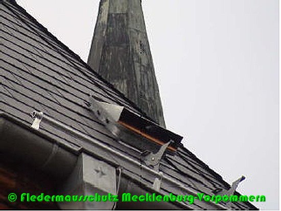 Copyright AiS - Fledermausschutz Mecklenburg-Vorpommern Bild zum Eintrag (54127-160)
