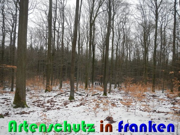 Bild zum Eintrag (54455-160)