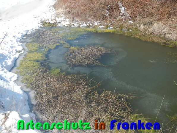 Bild zum Eintrag (55012-160)