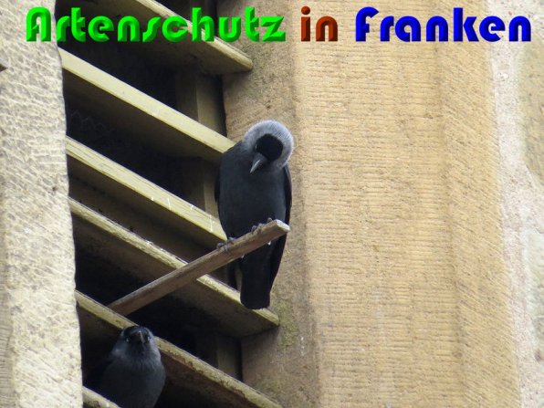 Bild zum Eintrag (56336-160)