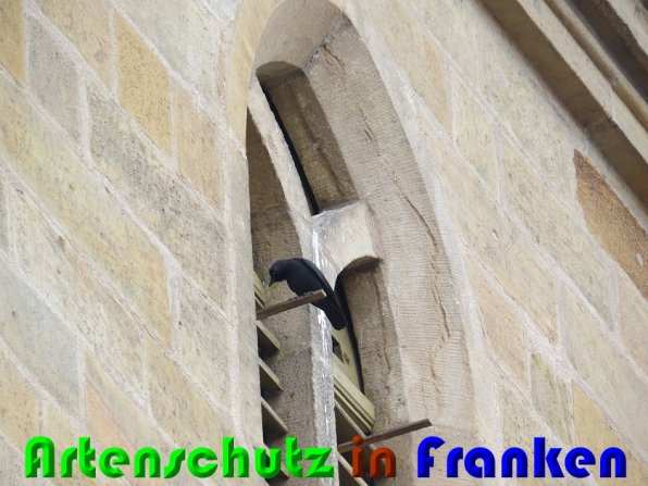 Bild zum Eintrag (56337-160)