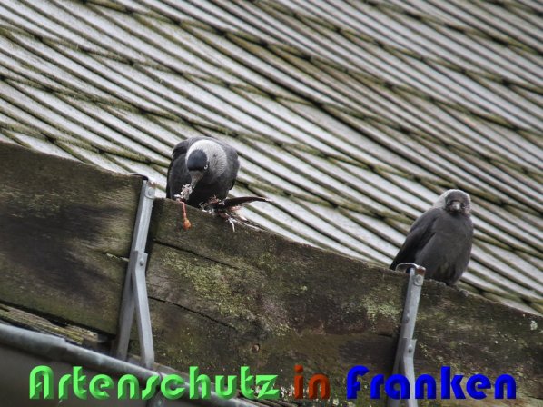Copyright AiS Christian Neumann Bild zum Eintrag (58406-160)